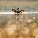 Early Bird