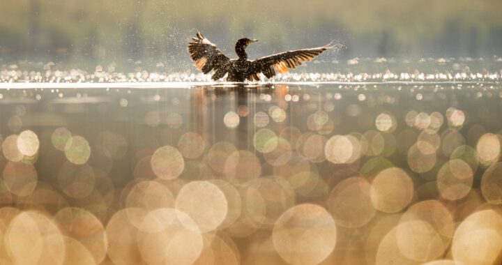 Early Bird